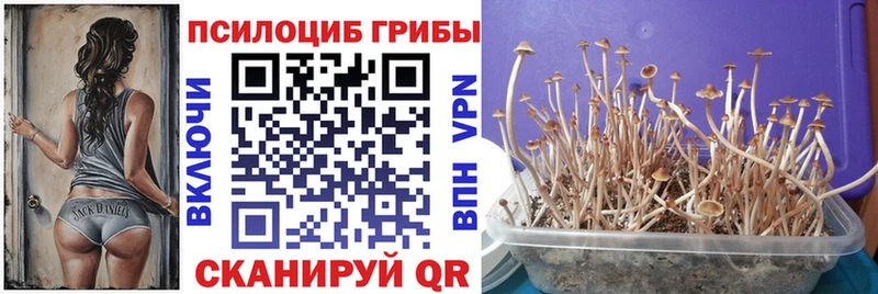 Псилоцибиновые грибы Cubensis  Светлый 