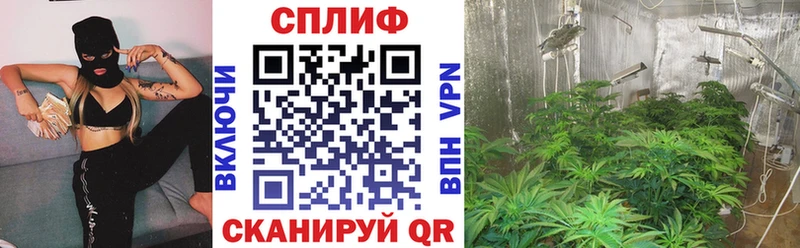 Шишки марихуана семена  Светлый 